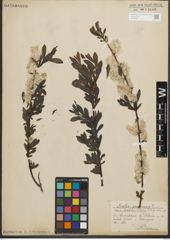 Foto von Salix purpurea L.